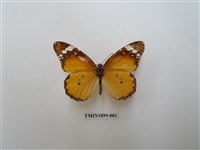 藏品(金斑蝶)的圖片